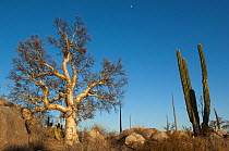 Cardon cactus (Pachycereus pringlei) and Desert elephant tree (Pachycormus discolor) Catavina, Baja, Mexico