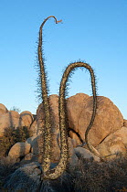 Boojum tree (Fouquieria columnaris) Catavina, Baja, Mexico