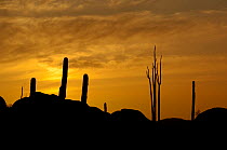 Boojum tree (Fouquieria columnaris) and Cardon cactus (Pachycereus pringlei) silhouetted at sunset, Catavina, Baja Mexico, May 2007