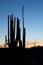 Boojum tree (Fouquieria columnaris) and Cardon cactus (Pachycereus pringlei) silhouetted at sunset, Catavina, Baja, Mexico,  May 2007