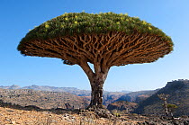 Dragons blood tree (Dracena cinnibaris) in mountainous desert, Socotra, Yemen, February 2007. Did you know? Dragons blood trees are so called because of the red sap they produce.