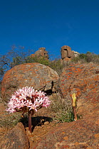 Candelabra lily (Brunsvigia bosmaniae) in flower,  South Africa