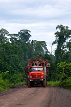 Logging truck with full load of cut logs approaching on road which transverses the rainforest, Danham Valley, Borneo