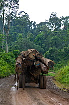 Logging truck with full load of cut logs on road which transverses the rainforest, Danham Valley, Borneo