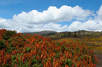 Richea Honey bush (Richea scoparia) in flower, endemic, Cradle Mountain National Park, Tasmania, Australia