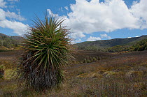 Giant grass tree (Richea pandanifolia) Cradle Mountain National Park, Tasmania, Australia