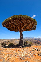 Dragons blood tree (Dracena cinnibaris) in mountainous desert, Socotra, Yemen, February 2007