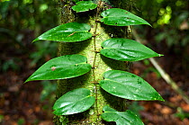 Climbing plant in tropical raniforest of Danham Valley, Borneo