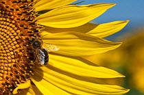 Honey bee (Apis mellifera) pollinating Sunflower head (Helianthus annuus) in field of sunflower crops, France