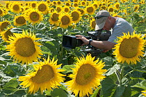 Cameraman Gavin Thurston, filming field of Sunflowers (Helianthus annuus) for BBC series 'Life' France, July 2007