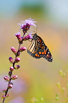 Monarch butterfly (Danus plexippus) at rest on a flower stem, Prairie, USA