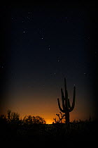 Saguaro cactus (Carnegiea gigantea) at night, with star constellation 'The plough' visible. Sonoran Desert, Arizona, USA, June 2007