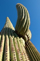 Looking up at Saguaro cactus (Carnegiea gigantea) Sonoran Desert, Arizona, USA, June 2007