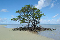 Red mangrove (Rhizophora mangle) on beach, Daintree National Park, Australia, December 2007