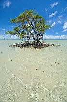 Red mangrove (Rhizophora mangle) on beach, Daintree National Park, Australia, December 2007