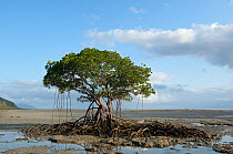 Red mangrove (Rhizophora mangle) on beach at low tide, Daintree National Park, Australia, December 2007