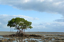 Red mangrove (Rhizophora mangle) on beach at low tide, Daintree National Park, Australia, December 2007
