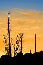 Boojum tree (Fouquieria columnaris) at sunset, Baja Mexico, May 2007