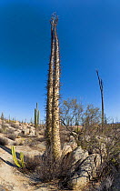 Boojum tree (Fouquieria columnaris) Baja Mexico, May 2007