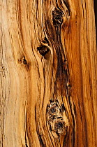 Close up view of the grain of a Bristlecone pine tree (Pinus longaeva) California USA