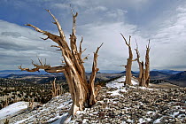 Two dead Bristlecone pine trees (Pinus longaeva) in mountainous landscape, White Mountains, California USA, October 2007