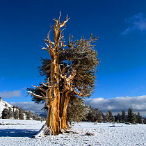 Bristlecone pine trees (Pinus longaeva) in mountainous landscape, White Mountains, California USA, October 2007