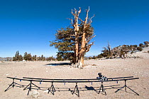 Timelapse filming equiptment, and Bristlecone pine tree (Pinus longaeva) in desert landscape, White Mountains, California, USA, October 2007