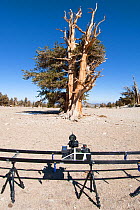 Timelapse filming equiptment, and Bristlecone pine trees (Pinus longaeva) in desert landscape, White Mountains, California, USA, October 2007