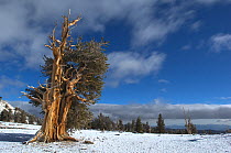 Bristlecone pine tree (Pinus longaeva) in snow covered landscape, White Mountains, California USA, October 2007