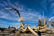 Fallen dead Bristlecone pine tree (Pinus longaeva) White Mountains, California USA, October 2007