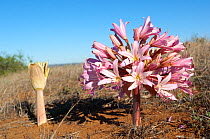 Candelabra lily (Brunsvigia bosmaniae) bud and flower,  Namaqualand, South Africa