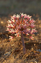 Candelabra lily (Brunsvigia bosmaniae) in flower, Namaqualand, South Africa