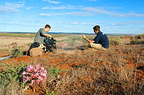 BBC film crew filming Candelabra lilies (Brunsvigia bosmaniae) in flower for Life series, Namaqualand, South Africa, March 2008