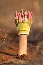Close up of Candelabra lily (Brunsvigia bosmaniae) flower in bud about to burst, Namaqualand, South Africa