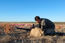 Cameraman Mark Yates filming Candelabra lily (Brunsvigia bosmaniae) seed pods after flowering, Namaqualand, South Africa, March 2008