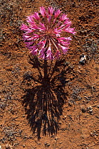Candelabra lily (Brunsvigia bosmaniae) plant in flower, Namaqualand, South Africa