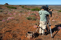 Cameraman Mark Yates filming Candelabra lily (Brunsvigia bosmaniae) for BBC Life series Namaqualand, South Africa, March 2008