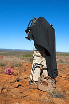 Cameraman Mark Yates with black cape filming Candelabra lily (Brunsvigia bosmaniae) for BBC series Life, Namaqualand, South Africa, March 2008