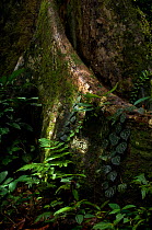 Buttress root, in tropical rainforest, Danham Valley, Borneo