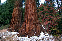 Giant sequoia tree trunks (Sequoiadendron giganteum) with sprinkling of snow, California, USA, October 2007