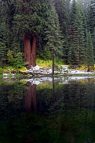 Giant sequoia trees (Sequoiadendron giganteum) on edge of lake, with reflections, California, USA, October 2007