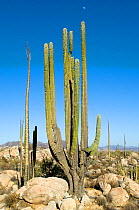 Boojum tree (Fouquieria columnaris) and Cardon cactus (Pachycereus pringlei) in desert, Baja, Mexico, May 2007