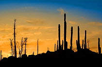 Boojum tree (Fouquieria columnaris) and Cardon cactus (Pachycereus pringlei) in desert at sunset,  Baja, Mexico, May 2007