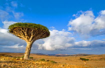 Dragons blood tree (Dracena cinnibaris), Momi Valley, Mountains, Socotra, Yemen, June 2007
