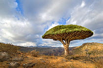Dragons blood tree (Dracena cinnibaris), Momi Valley, Mountains, Socotra, Yemen, June 2007