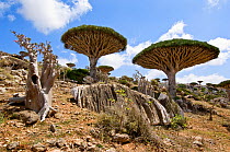 Two Dragons blood trees (Dracena cinnibaris) Momi Valley, Mountains, Socotra, Yemen, June 2007