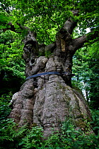 Ancient Oak tree (Quercus) Savernake Forest, Wiltshire, UK