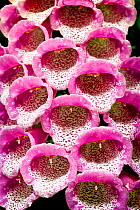 Close up of Foxglove flowers (Digitalis purpurea) UK