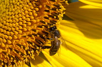 Close up of Honey bee (Apis mellifera) pollinating Sunflower head (Helianthus annuus) in field of sunflower crops, France