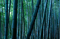 Giant bamboo (Cathariostachys) forest, Kyoto, Japan, February 2008